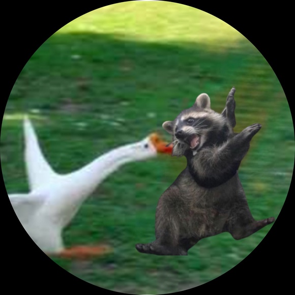 gooseandraccoon
